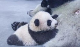 上海熊猫爆料事件视频,真相与争议的交织